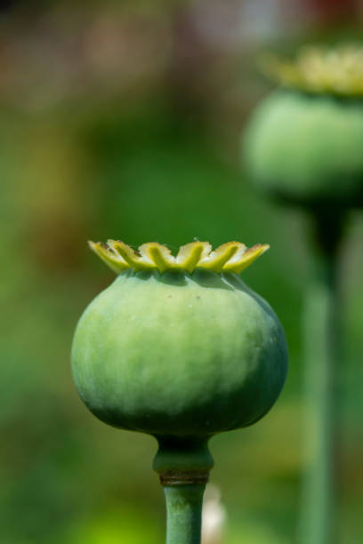 istock Opium poppy seeds green capsule close up 1159429048