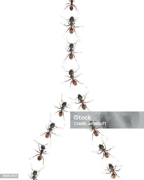 마칭 Ants 04 개미에 대한 스톡 사진 및 기타 이미지 - 개미, 갈림길, 연결