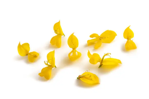 broom flowers isolated on a white background