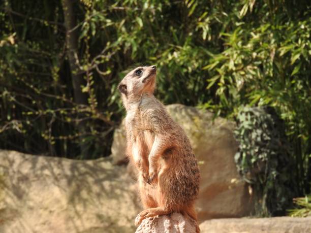 Meerkats in the zoo