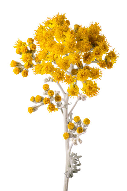 Jacobaea maritima silver ragwort isolated on white background cineraria maritima stock pictures, royalty-free photos & images