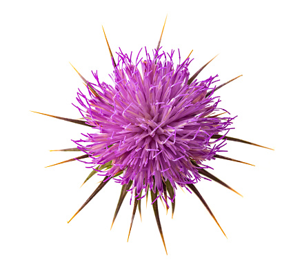 Top Down View Of A Flowering Thistle
