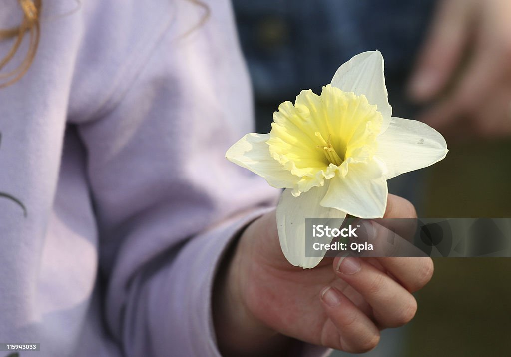 Narciso con mano - Foto de stock de Agarrar libre de derechos