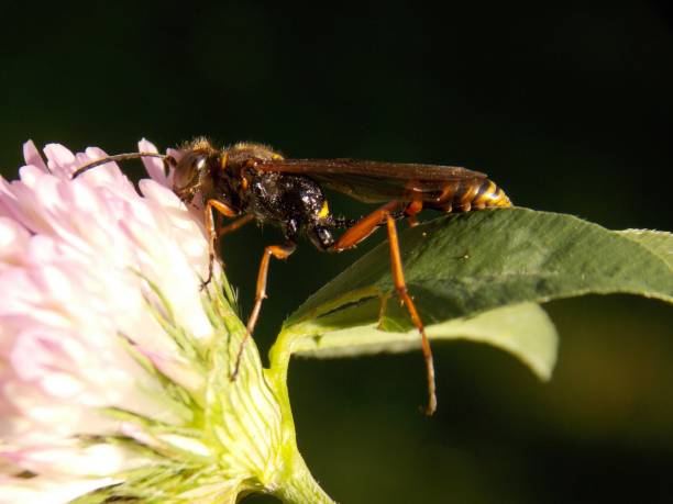 istock beetle on the clover flower 1159430402