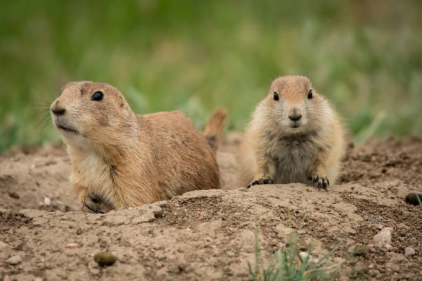 istock Two Curious Prairie Dogs Near Home 1159431285
