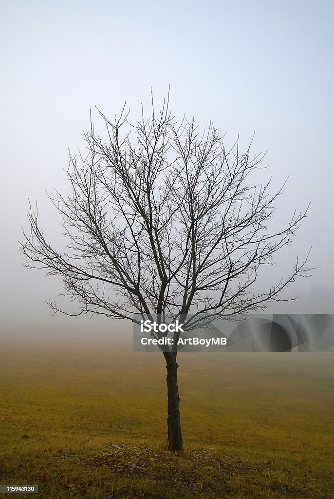 Дерево в Туман - Стоковые фото Без людей роялти-фри