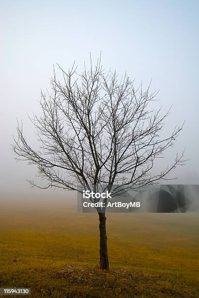 Дерево В Туман — стоковые фотографии и другие картинки Без людей - Без людей, Блестящий, В стиле минимализма