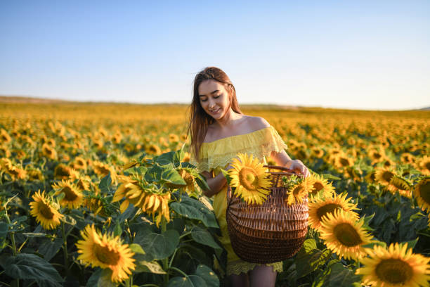 Cute Female Picking Sunflowers