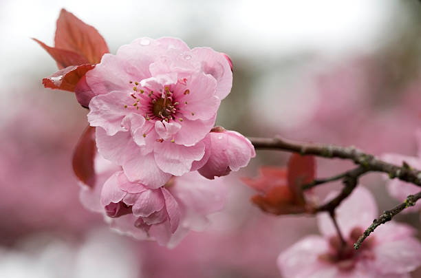 Sakura branch outside stock photo