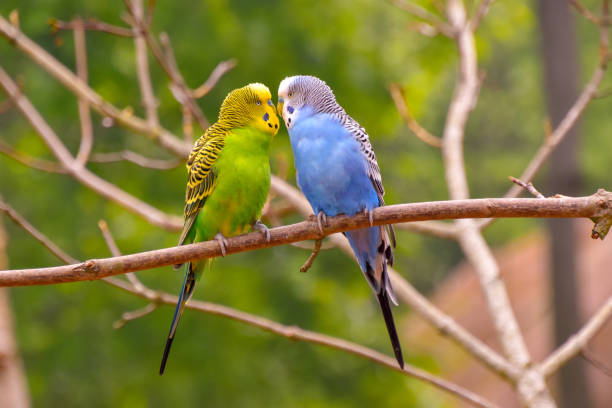 Beautiful parakeets in different colours Beautiful budgerigars in different colors budgerigar photos stock pictures, royalty-free photos & images