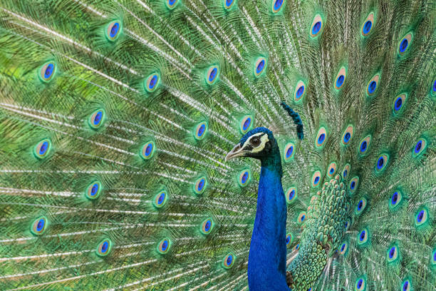 istock The National bird of India! 1159432842