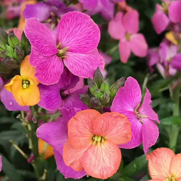 Beautiful multi colored hybrid erysimum wallflowers in pink purple and orange colors. This variety of flower will bloom for months.