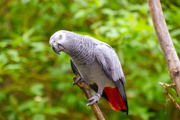 istock Beautiful grey parrot in the wild 1159432901
