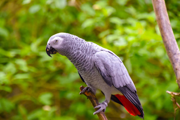 papagaio cinzento bonito no selvagem - african grey parrot - fotografias e filmes do acervo