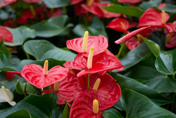 anthurium - flamingoblume stock-fotos und bilder