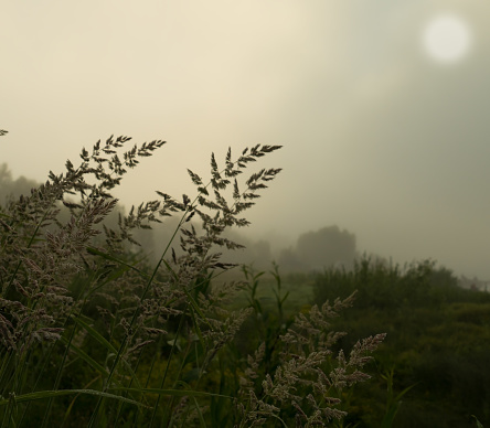 Blooming inflorescences of grass spikes on a foggy morning