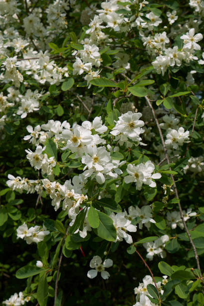 istock Exochorda racemosa 1159434371