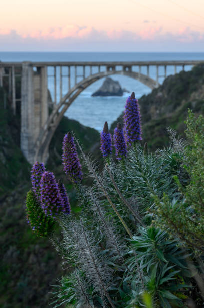 morgenlicht über lila blumen und bixby brücke - pacific ocean coastline rain california stock-fotos und bilder