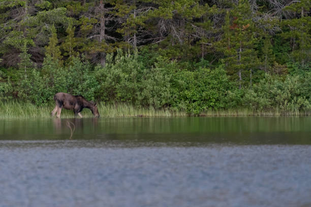 istock Moose Grazes In Lake 1159434652