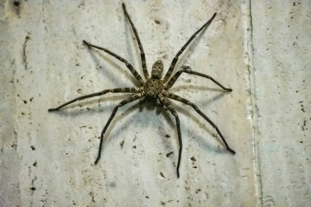 istock Huntsman spider - Heteropoda 1159435481