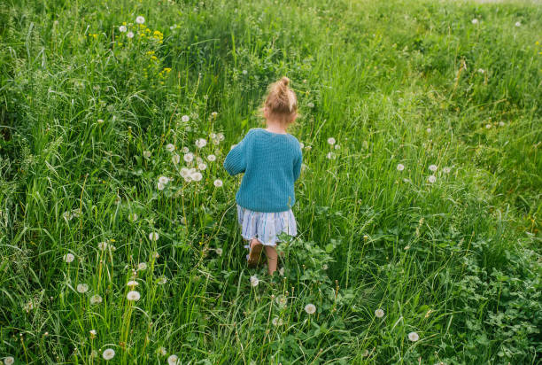 Little girl walk in grass on the meadow in summer day. Back view.