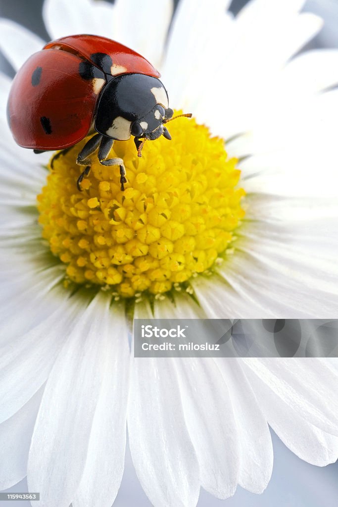 Coccinelle - Photo de Coccinelle libre de droits