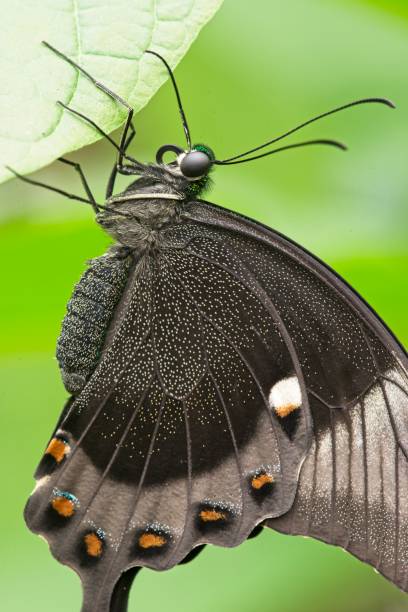 istock Macro shot of tropical butterfly 1159435671