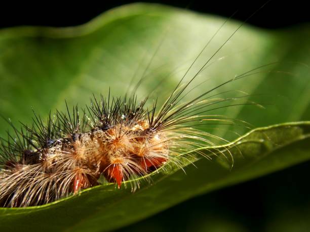 istock small hairy caterpillar on the plant 1159436018