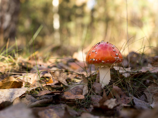 istock Bright mushrooms in the forest 1159436029