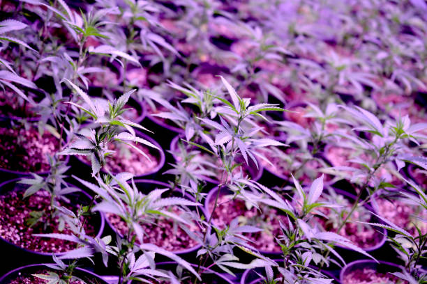 kuvapankkikuvat ja rojaltivapaat kuvat aiheesta marihuana. marihuanaa ja kannabista kasvaa sisällä. marijuana grow -teltta valoilla. lääke- ja virkistyskannabiskasvit. - cloning