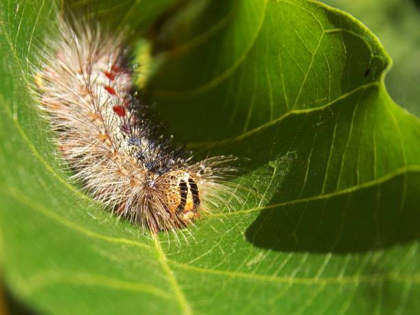 istock small hairy caterpillar on the plant 1159436589