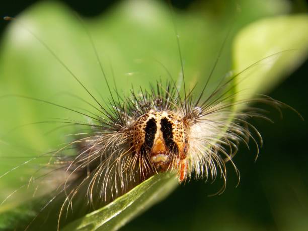 istock small hairy caterpillar on the plant 1159436712