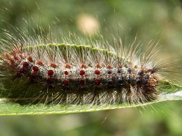 istock small hairy caterpillar on the plant 1159436942