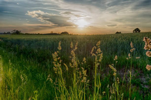 istock Flowering feathery wild grasses at sunset 1159438556