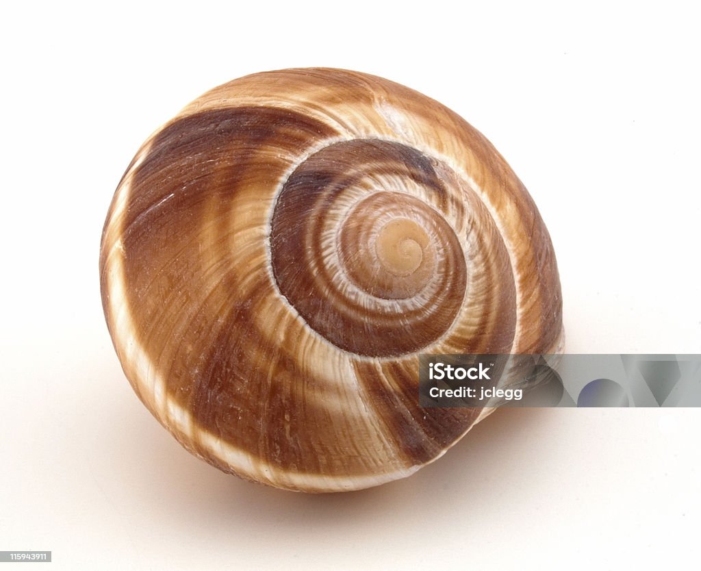 Mer ou Escargot Shell - Photo de Coquille et coquillage libre de droits