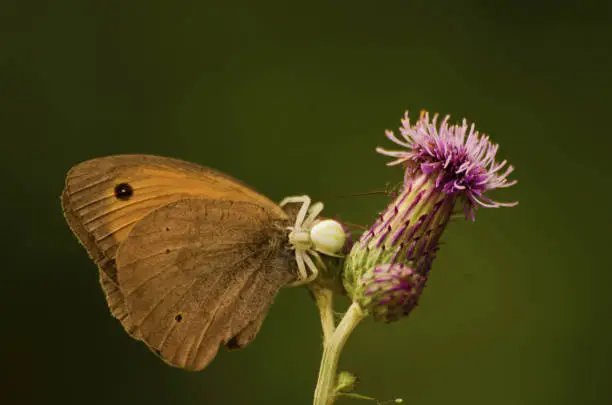 Photo of The battle of life in nature