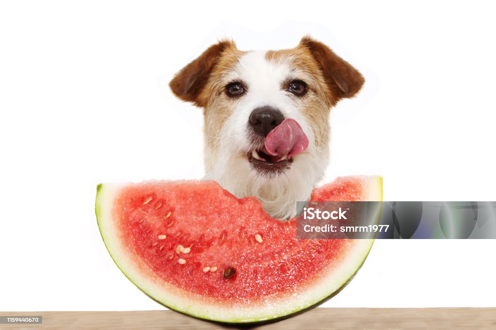 Summer dog eating watermelon and linking with its tongue out. Isolated on white background. Dog Stock Photo