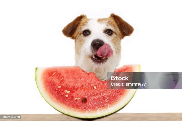 Summer Dog Eating Watermelon And Linking With Its Tongue Out Isolated On White Background Stock Photo - Download Image Now
