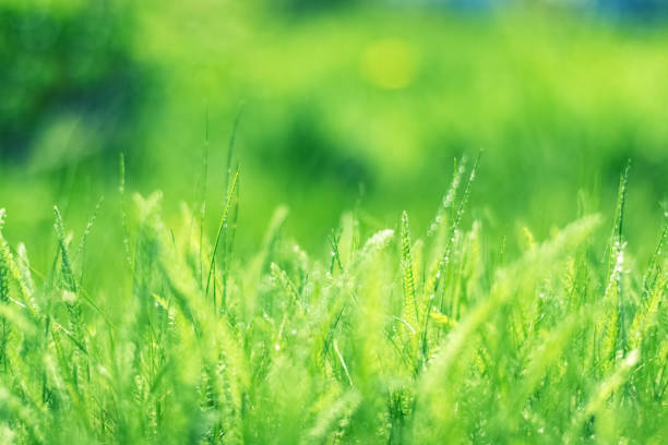 Green grass with dew drops on a beautiful blurry background, soft selective focus. Beautiful natural background