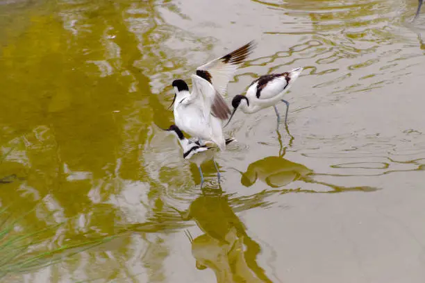 Avocets Waterbird with thin beak