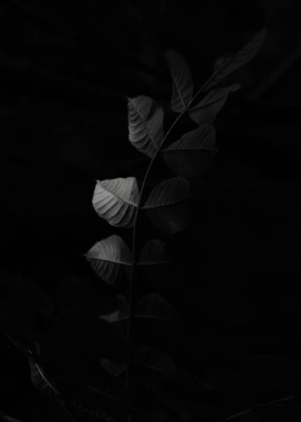 istock Leaves In The Breeze 1159441720