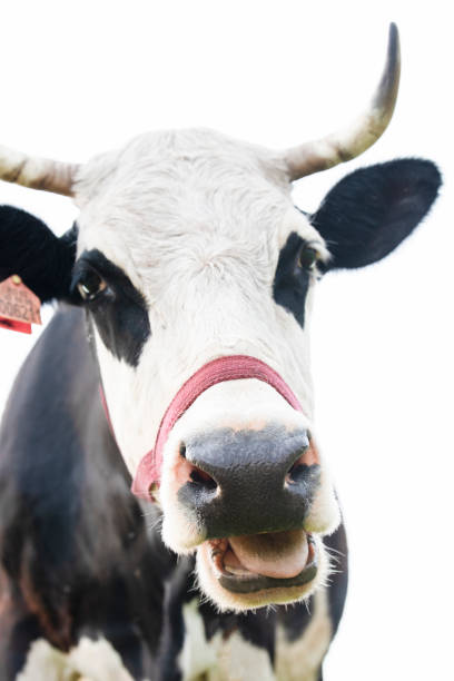 istock Head of black and white chewing looking at the camera cow 1159441764