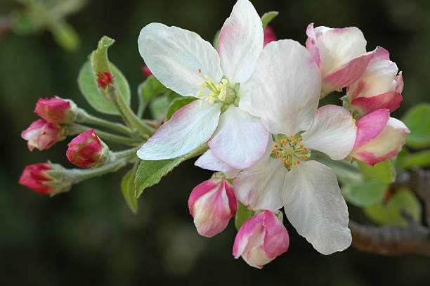 사과나무 잎과, malus domestica - single flower flower spring apple tree 뉴스 사진 이미지