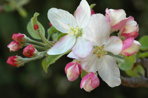 Pink and white apple blossoms, 