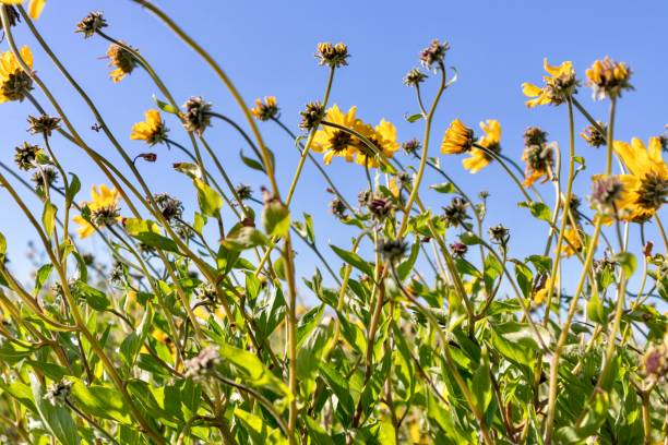 istock yellow wildflower bloom against blue sky 1159442878