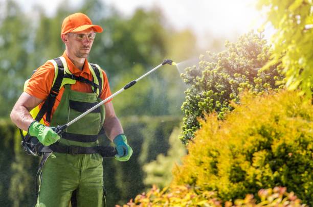 istock Garden Plants Insecticide 1159443165