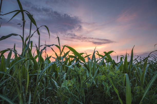 istock Beautiful sunrise landscape 1159444356