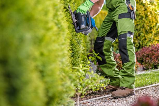 istock Trimming Green Garden Wall 1159444516