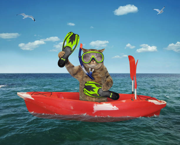istock Cat diver drifting in a red boat 1159445183