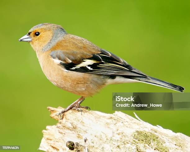 Fringuello Comune - Fotografie stock e altre immagini di Ambientazione esterna - Ambientazione esterna, Animale maschio, Animale selvatico